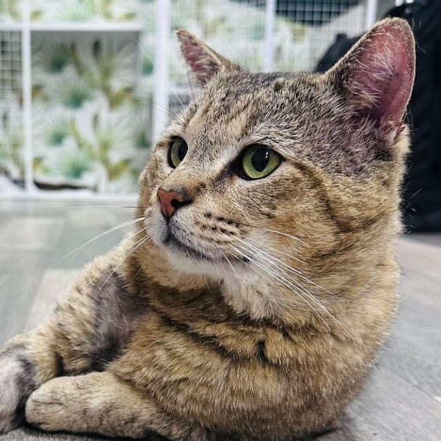 Photo of Toby   Located In Preston