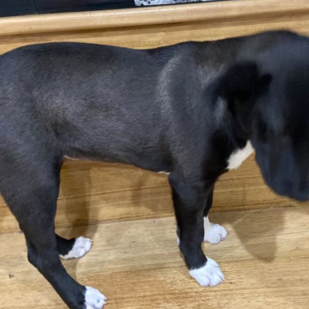 Photo of Pippa