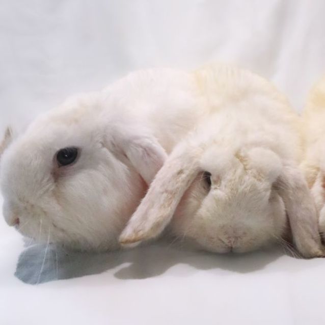 Photo of Micky, Lilo, Toot 