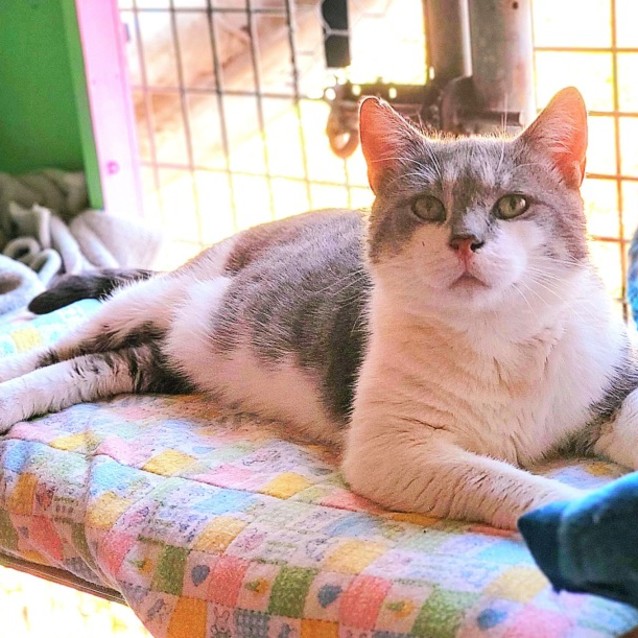 Photo of Chip 💙  Happy, Playful, Easy Cat!