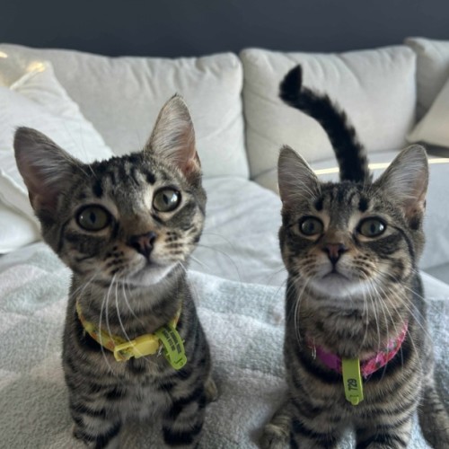 🩷Mirabelle and Pinto💛