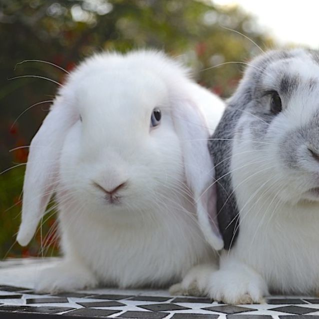 Photo of Marshmallow And Oreo