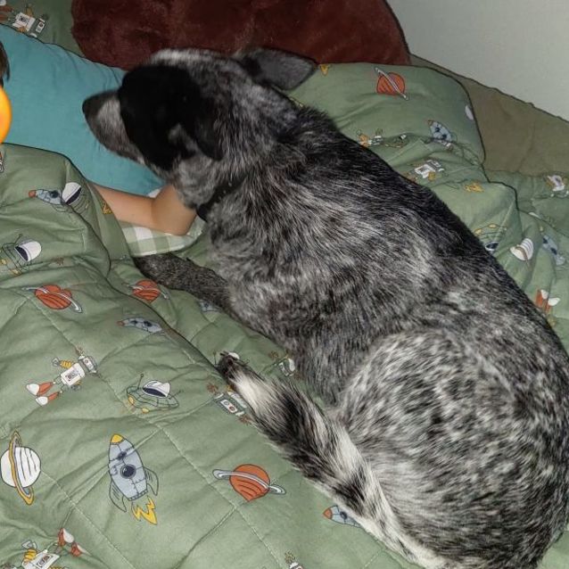Photo of Shadow