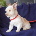 Photo of Dobbie