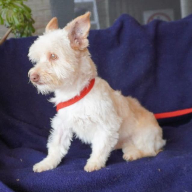 Photo of Dobbie