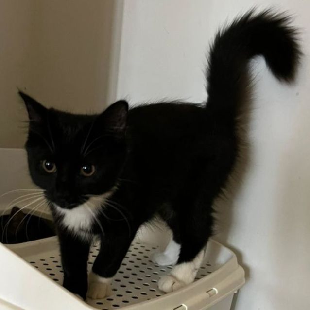 Photo of Luna