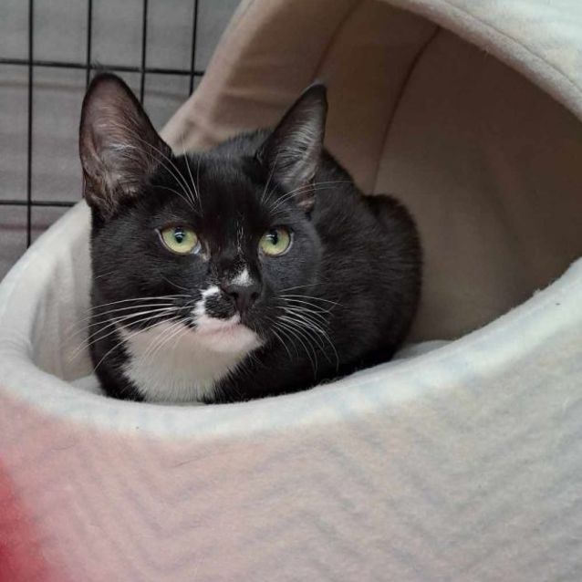 Photo of Coco ( Kitten ) **2nd Chance Cat Rescue**