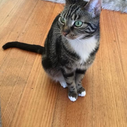 Harper **2nd Chance Cat Rescue**