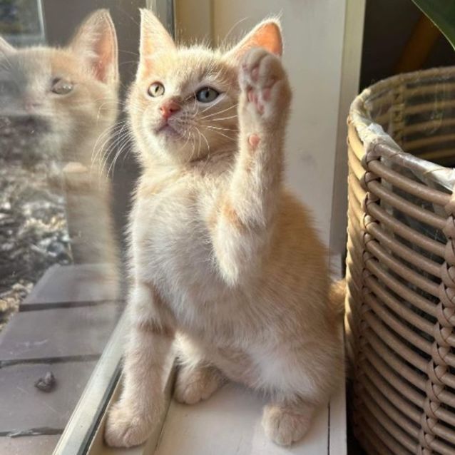 Photo of Blitzen *9 Lives Project Rescue*