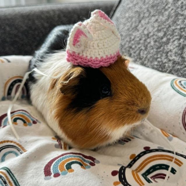 Photo of Henry (Located In Blackburn South)