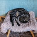 Photo of Tiberius (Tibby)