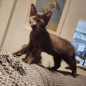 Photo of Fudge