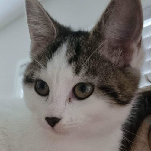 No photo for Pearl & Ruby