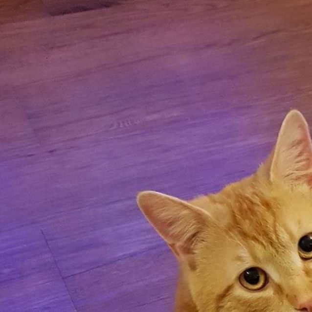 Photo of Pumpkin