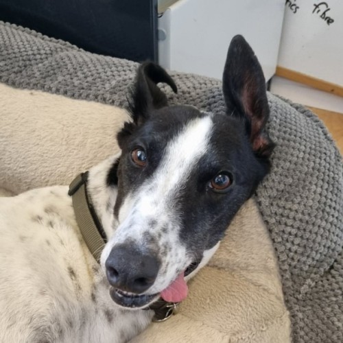 Maxie, the greyhound