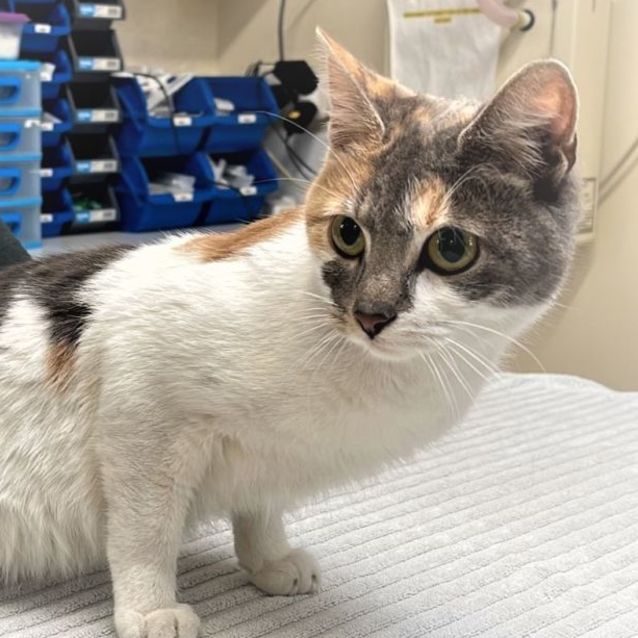 Photo of Bebe ^^Dandy Cat Rescue^^