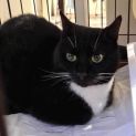 Photo of Willow