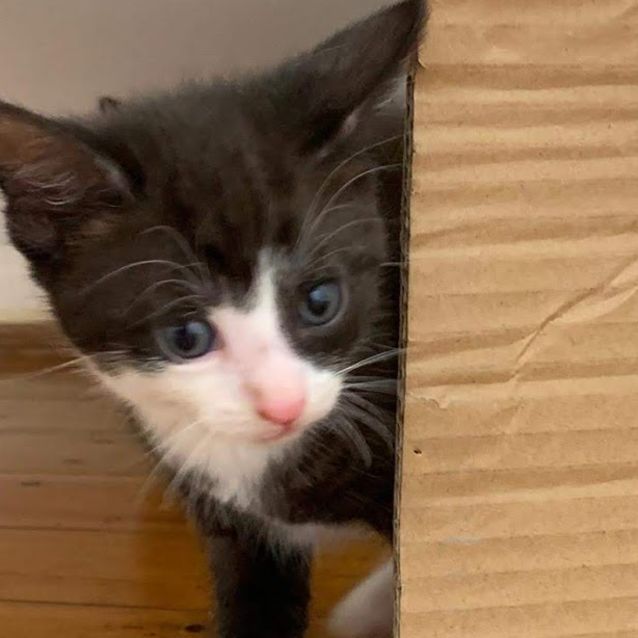 Photo of Bam Bam