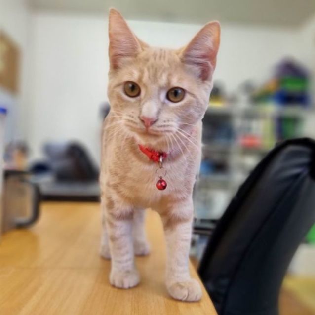 Photo of Dexter