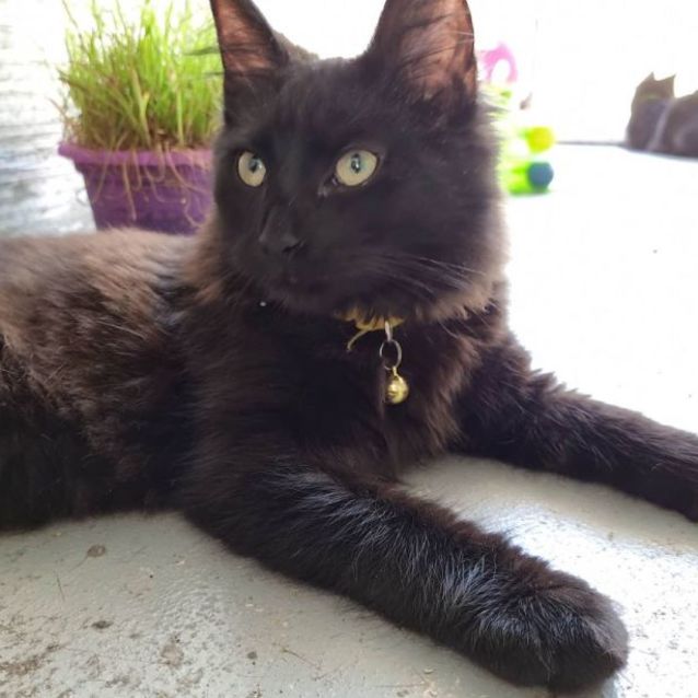 Photo of Leo