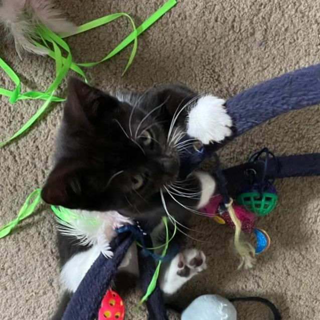 Photo of Socky **2nd Chance Cat Rescue**