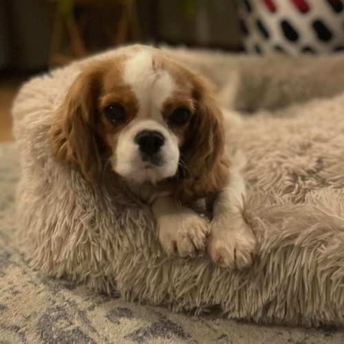 Bella