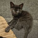 Photo of Eljah ** 2nd Chance Cat Rescue**