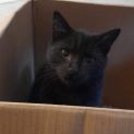Photo of Panther