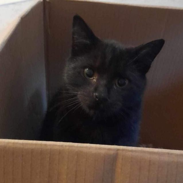 Photo of Panther