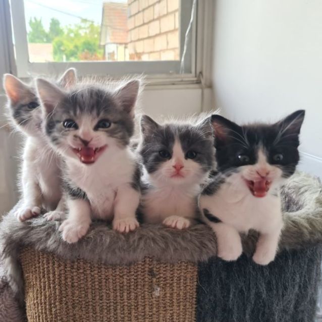 Photo of Oreo
