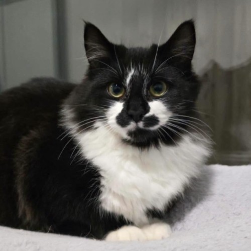 Mrs Tux