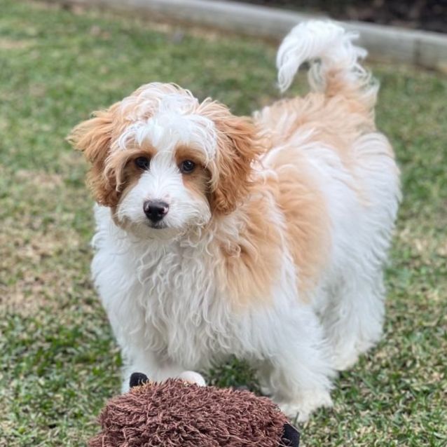 Photo of Clifford 🧸💙