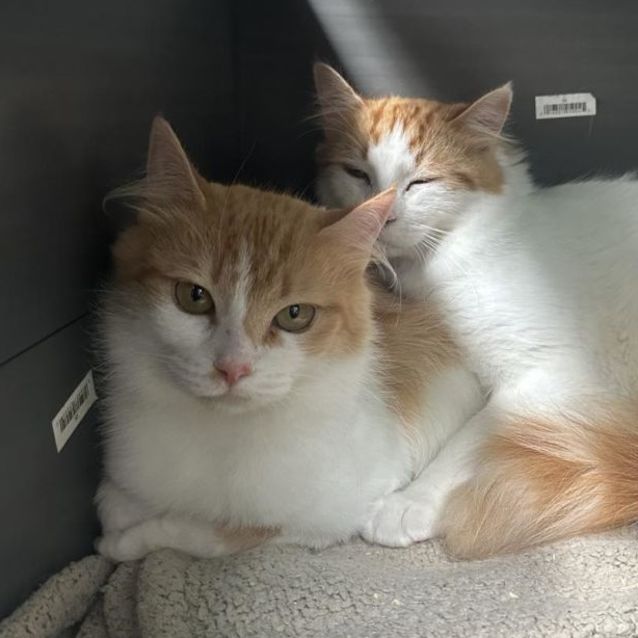 Photo of Magnolia **2nd Chance Cat Rescue**