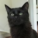 Photo of Ishka ** 2nd Chance Cat Rescue**