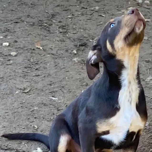 Photo of Skyler Of Tandara Puppies 