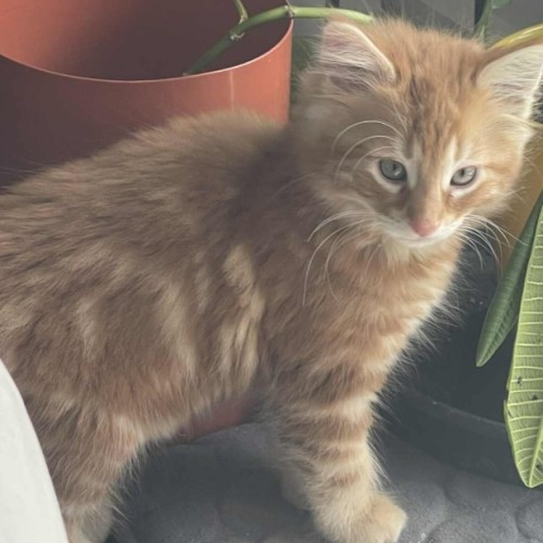 Seb ** 2nd Chance Cat Rescue**