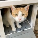 Photo of Bella