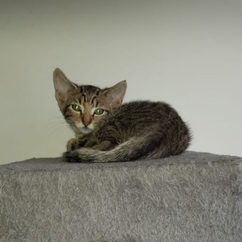 Sabi**2nd Chance Cat Rescue**