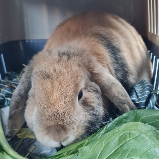 Photo of Lucy Destiny 