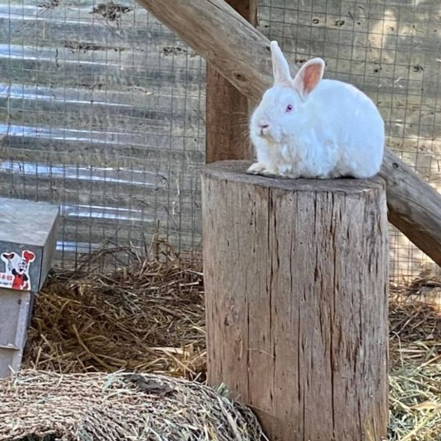 Photo of Bugs And Kingsley