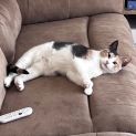 Photo of Annie **2nd Chance Cat Rescue**