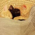 Photo of Kyle **2nd Chance Cat Rescue**