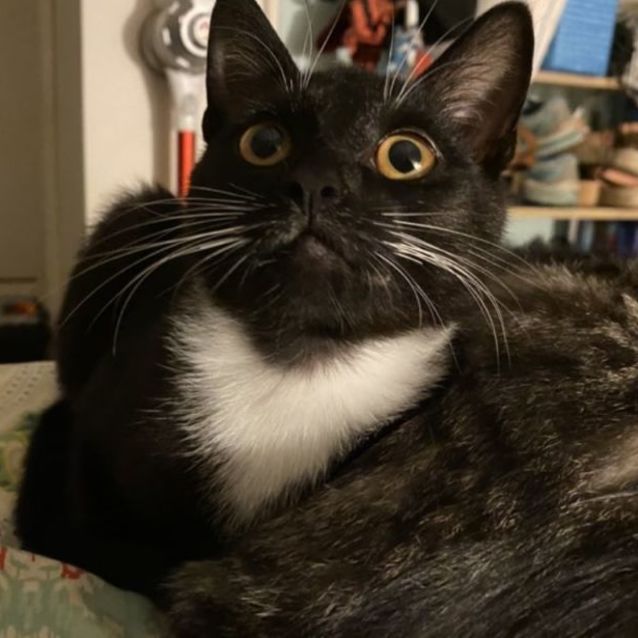 Photo of Skittles 