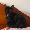 Photo of Sofie**2nd Chance Cat Rescue**