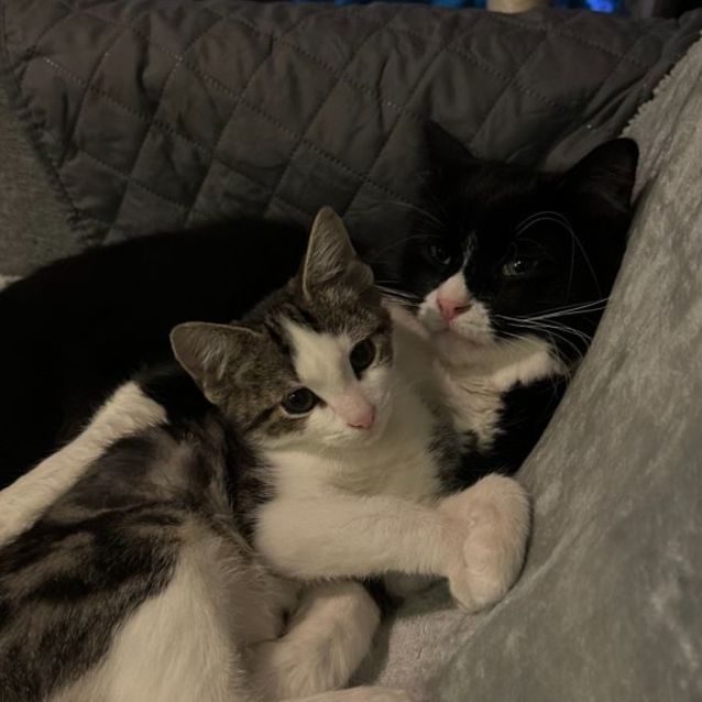 Photo of Incy **2nd Chance Cat Rescue**