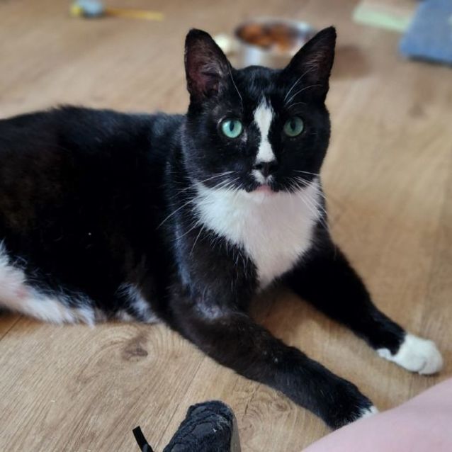 Photo of Handsome Mature Toby 🐈‍⬛