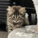 Photo of Shmi ** 2nd Chance Cat Rescue**