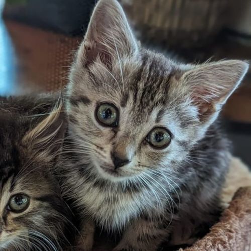 Lychee **2nd Chance Cat Rescue**