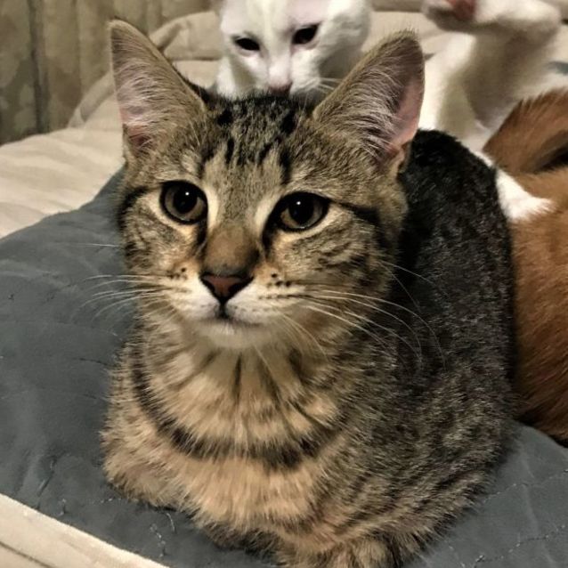 Photo of Marceline ^^Dandy Cat Rescue^^