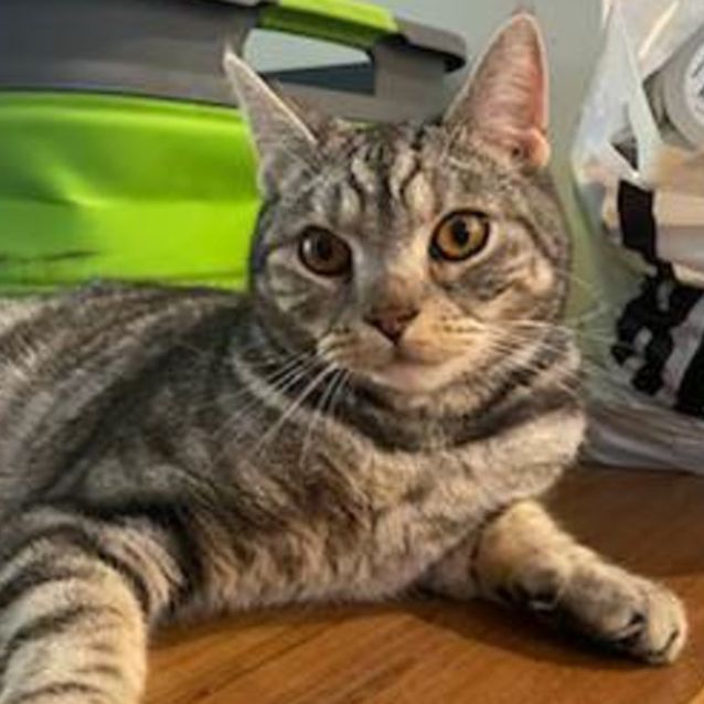 Photo of Little Mister **2nd Chance Cat Rescue**